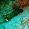 Picture taken during the dive
