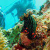 Picture taken during the dive