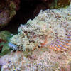 Picture taken during the dive