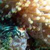 Picture taken during the dive