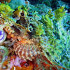Picture taken during the dive
