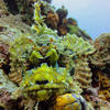Picture taken during the dive