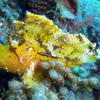 Picture taken during the dive