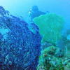 Picture taken during the dive