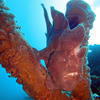 Picture taken during the dive