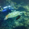 Picture taken during the dive
