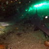 Picture taken during the dive