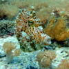Picture taken during the dive