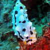 Picture taken during the dive