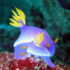 Picture taken during the dive