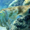 Picture taken during the dive
