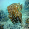 Picture taken during the dive