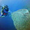 Picture taken during the dive