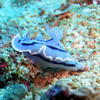 Picture taken during the dive