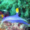 Picture taken during the dive