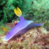 Picture taken during the dive