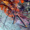 Picture taken during the dive