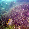 Picture taken during the dive