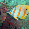 Picture taken during the dive