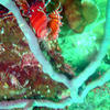 Picture taken during the dive