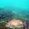 Picture taken during the dive