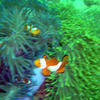 Picture taken during the dive