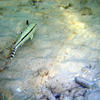 Picture taken during the dive