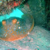 Picture taken during the dive