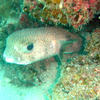 Picture taken during the dive