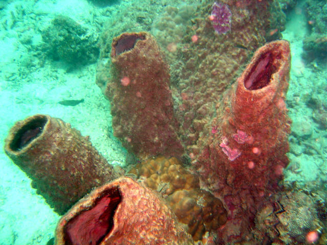 Steffen Sea Sports - Dive Center in Malaysia