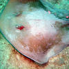 Picture taken during the dive