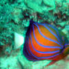 Picture taken during the dive