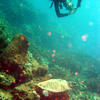 Picture taken during the dive