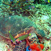 Picture taken during the dive