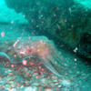 Picture taken during the dive