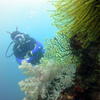Picture taken during the dive