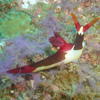 Picture taken during the dive