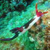 Picture taken during the dive