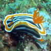 Picture taken during the dive