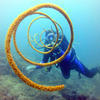 Picture taken during the dive
