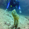 Picture taken during the dive