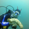 Picture taken during the dive