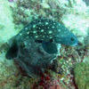 Picture taken during the dive
