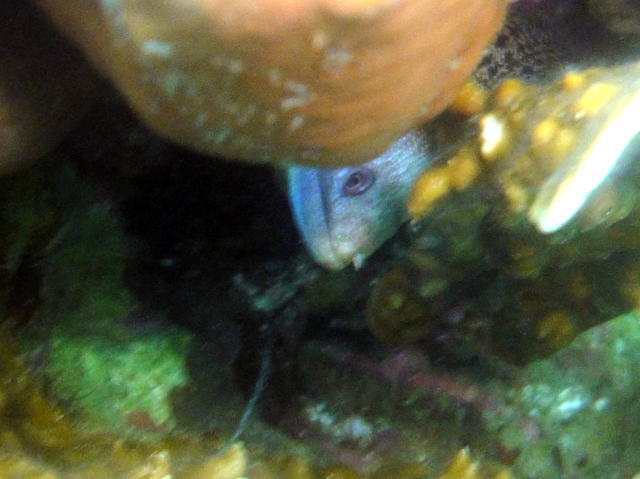 Johnny's Dive 'n' Fun - Dive Center in 菲律宾