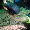 Picture taken during the dive