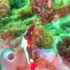Picture taken during the dive