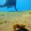 Picture taken during the dive
