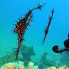 Picture taken during the dive
