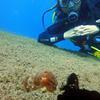 Picture taken during the dive
