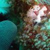 Picture taken during the dive